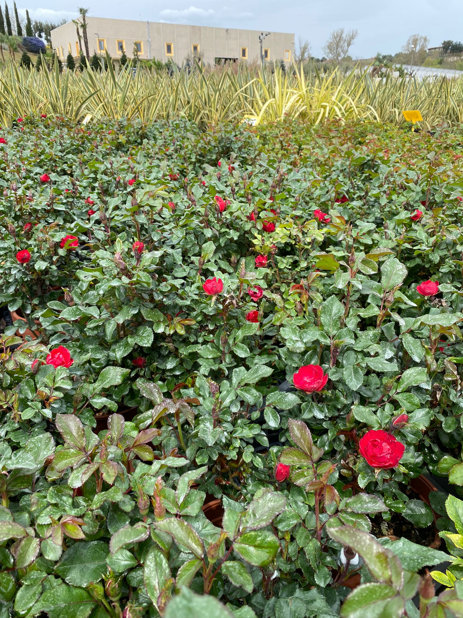 Rosa paesaggistica 'Zepeti'