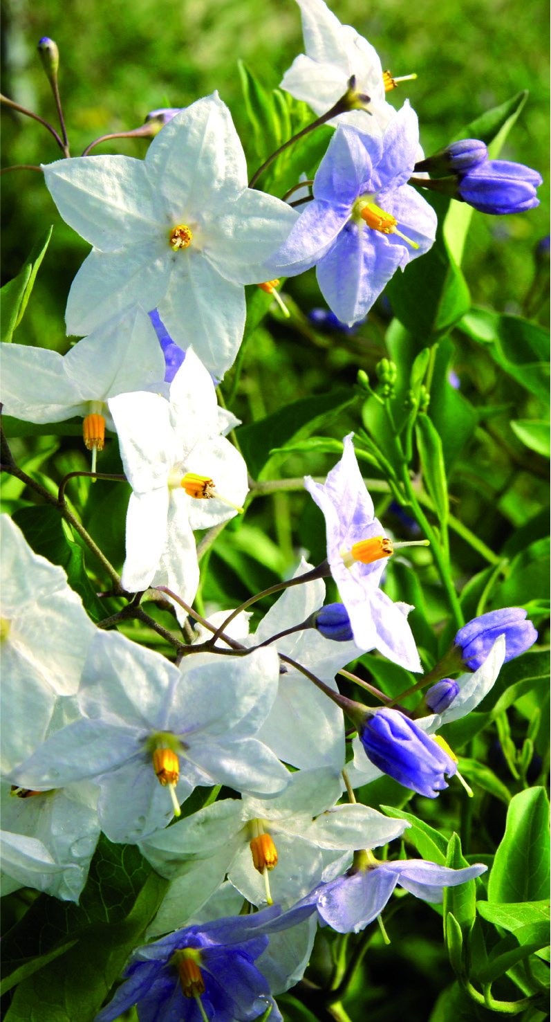 Solanum jasminoides
