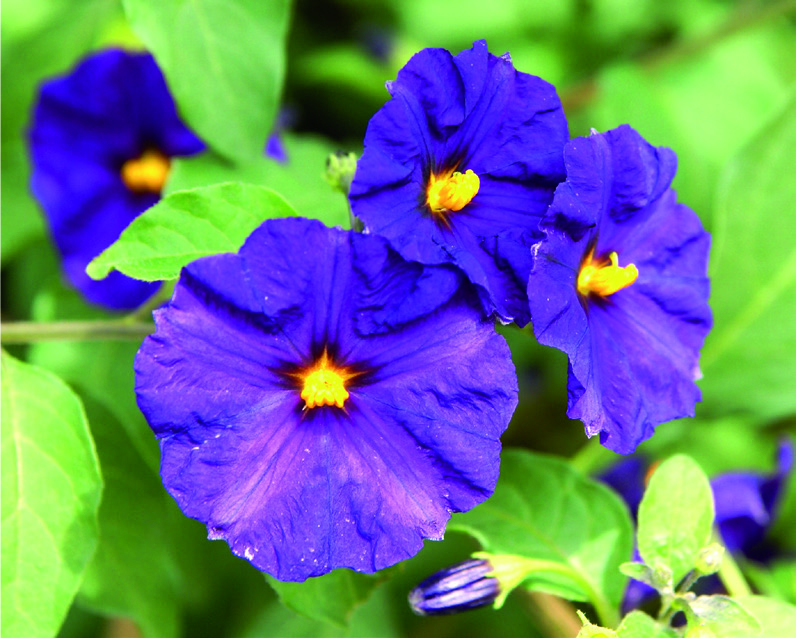Solanum rantonnetii