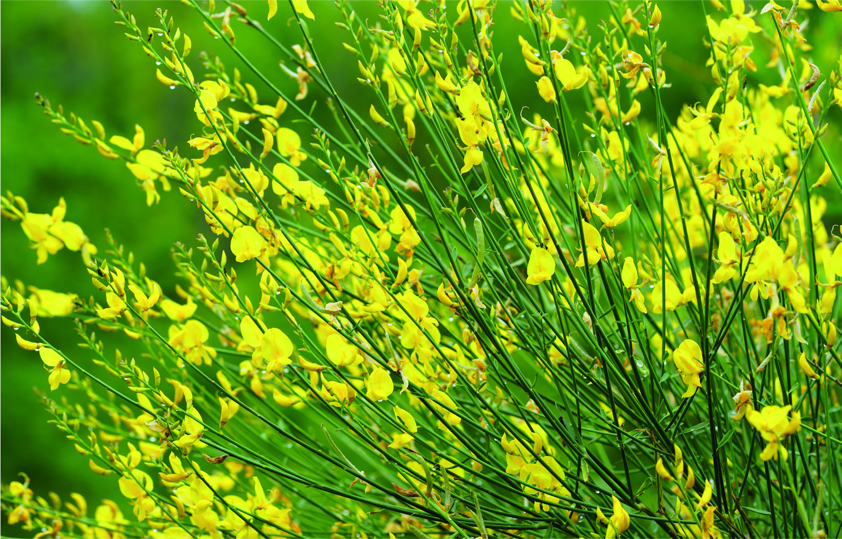 Spartium junceum