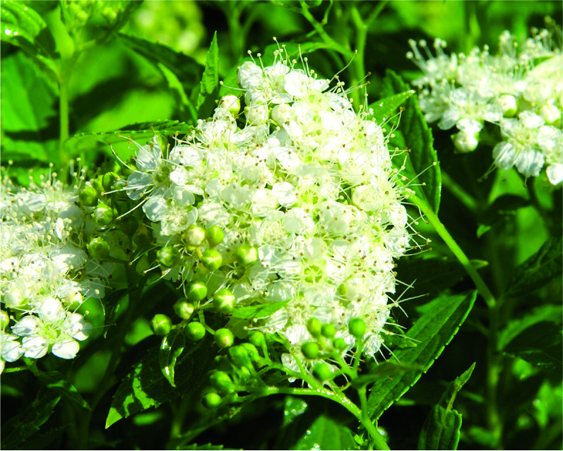 Spiraea japonica 'Little Princess'