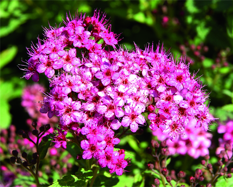 Spiraea japonica albiflora