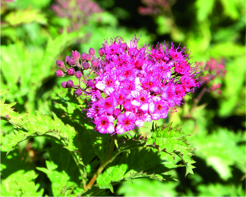 Spiraea japonica 'Anthony Waterer'
