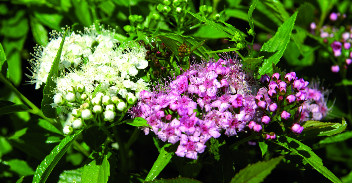 Spiraea japonica 'Crispa'