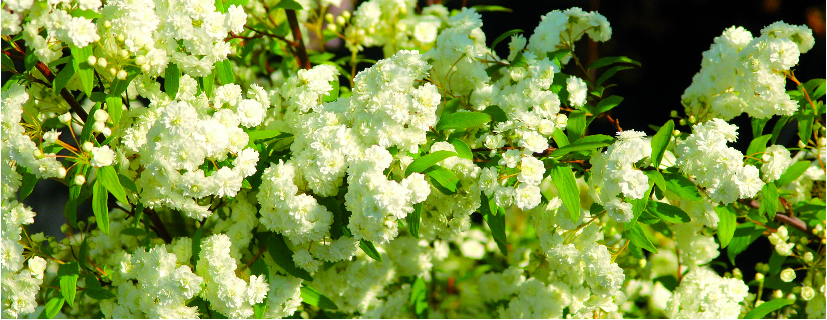 Spiraea prunifolia 'Plena'