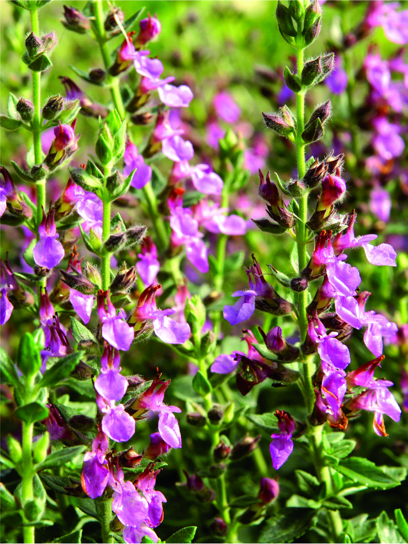 Teucrium chamaedrys