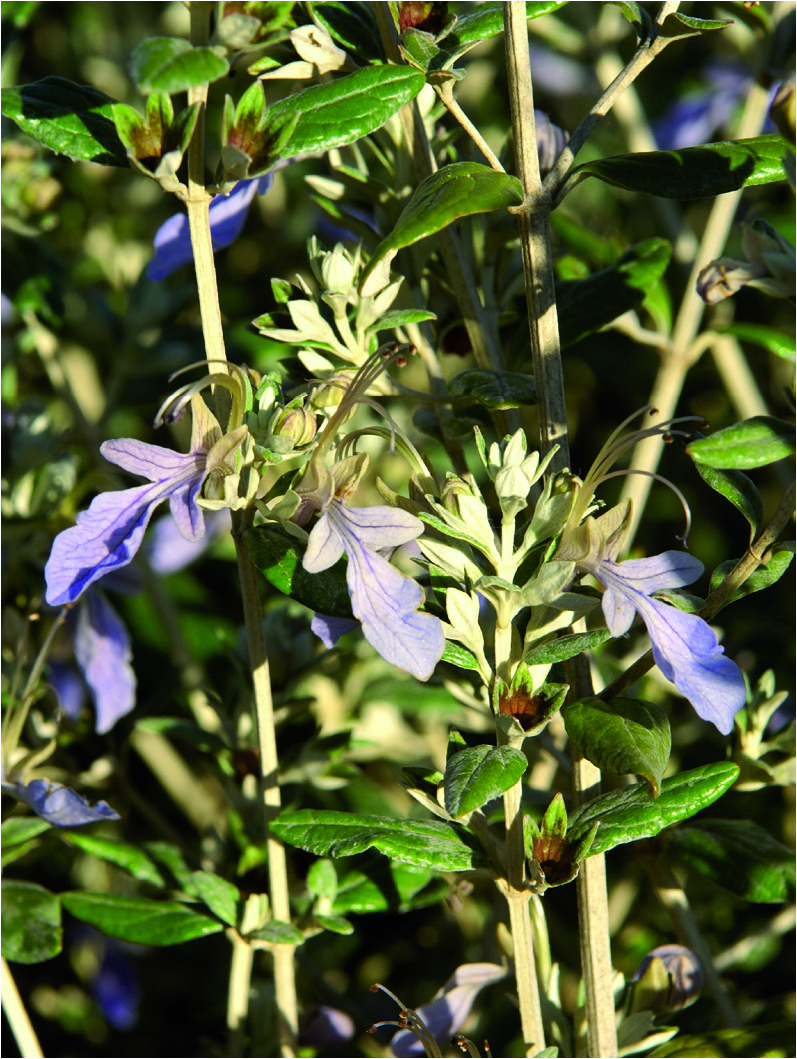 Teucrium fruticans