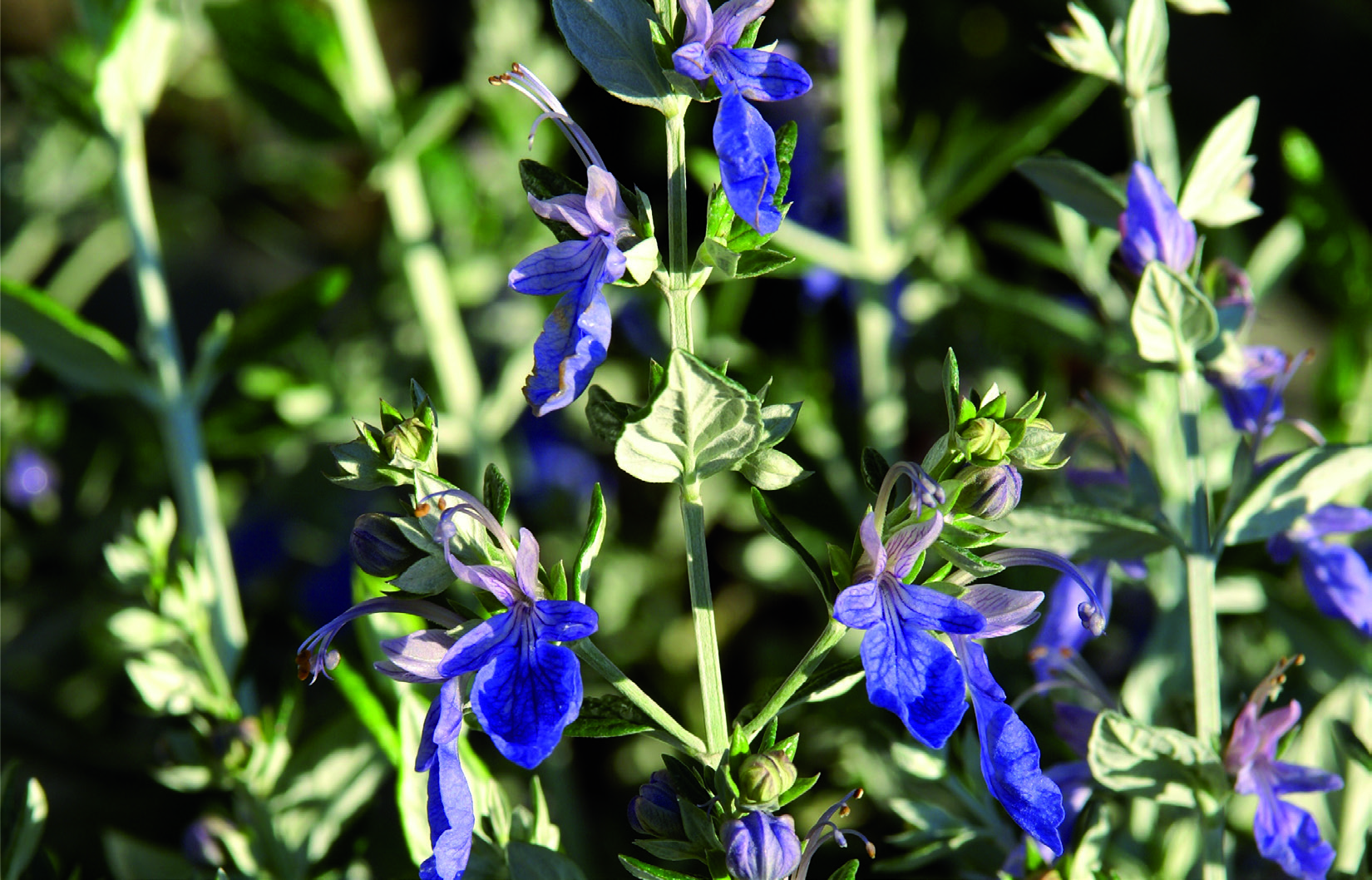 Teucrium fruticans 'Azureum'