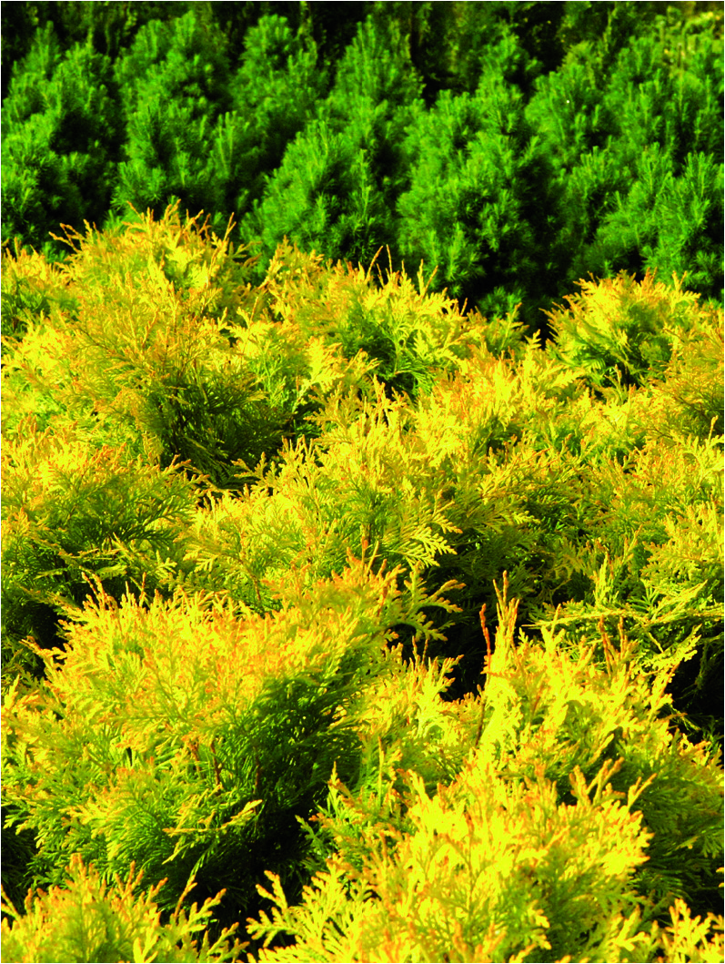 Thuja occidentalis 'Golden Globe'