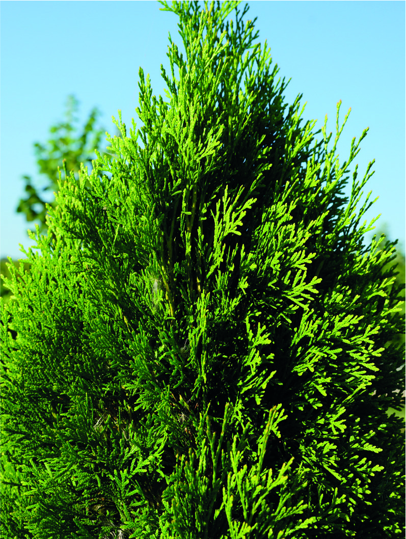 Thuja occidentalis 'Smaragd'