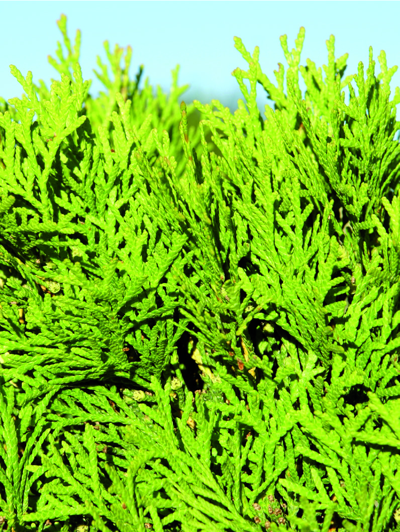 Thuja occidentalis 'Tiny Tim'