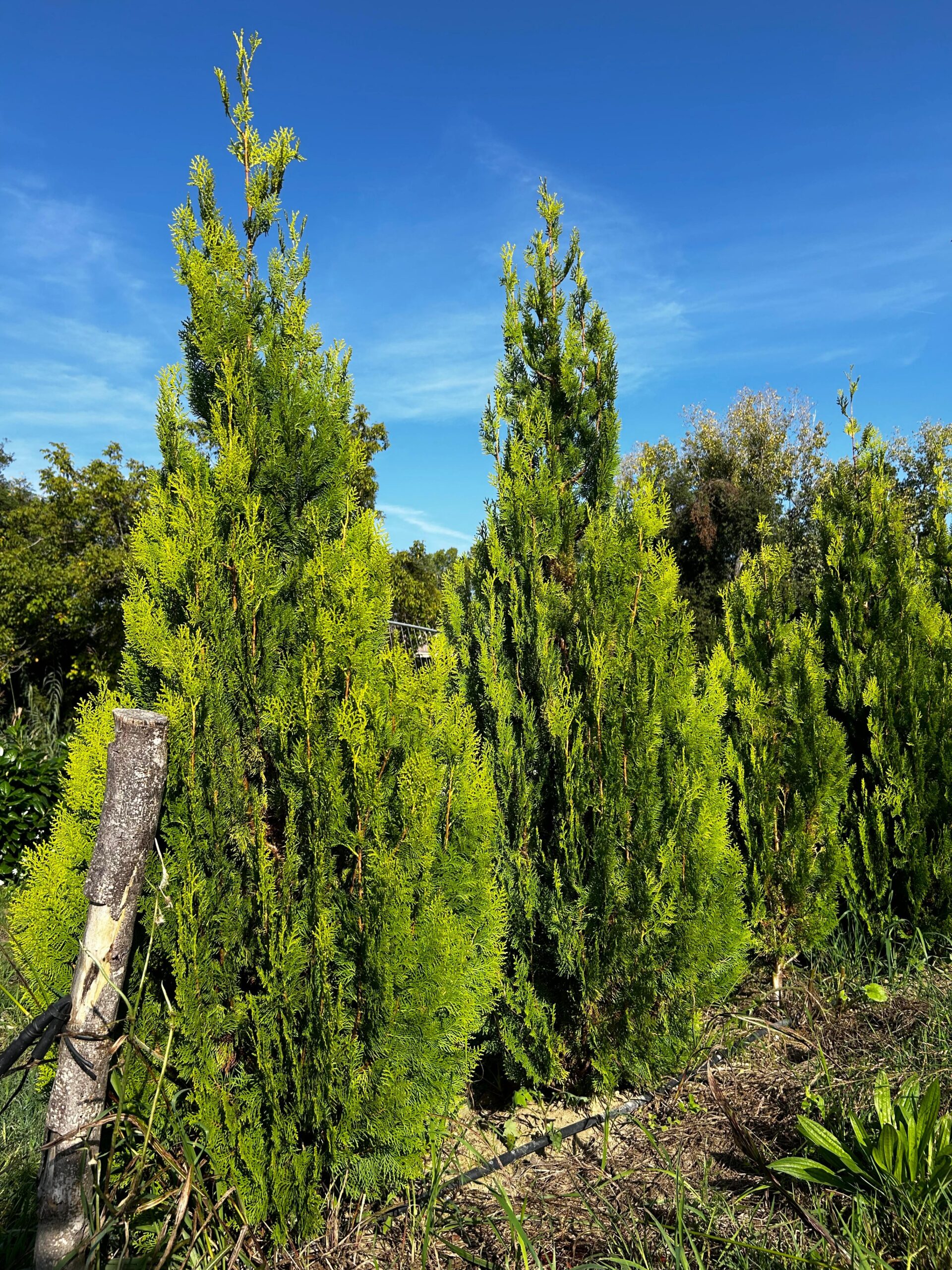 Thuja orientalis 'Pyramidalis aurea'