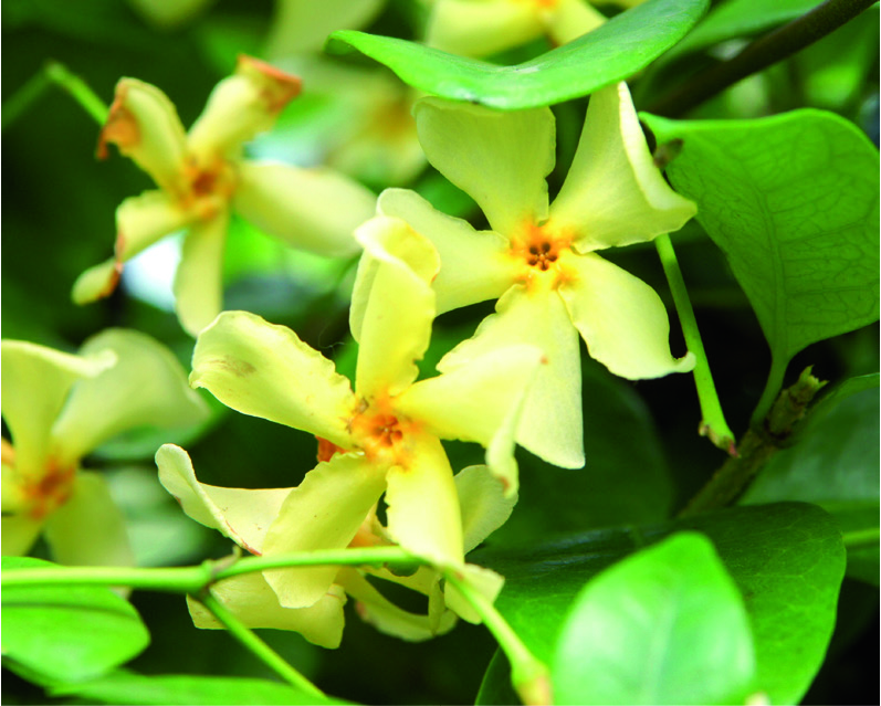 Trachelospermum jasminoides 'Lutea'