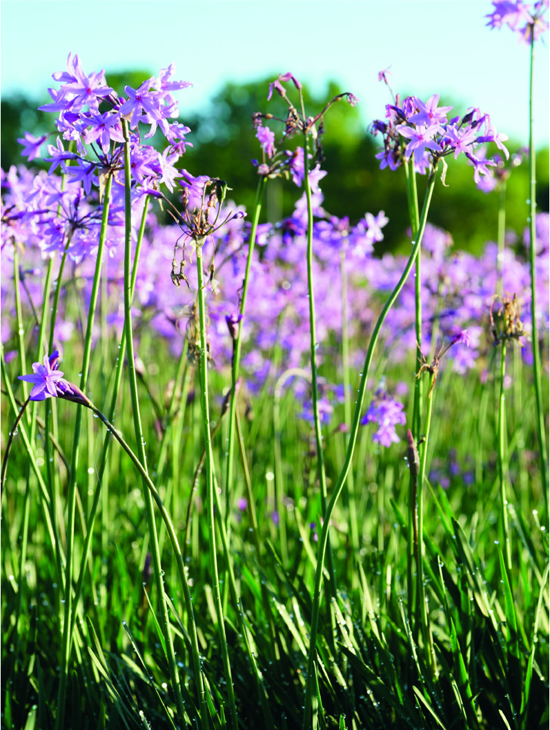 Tulbaghia violacea