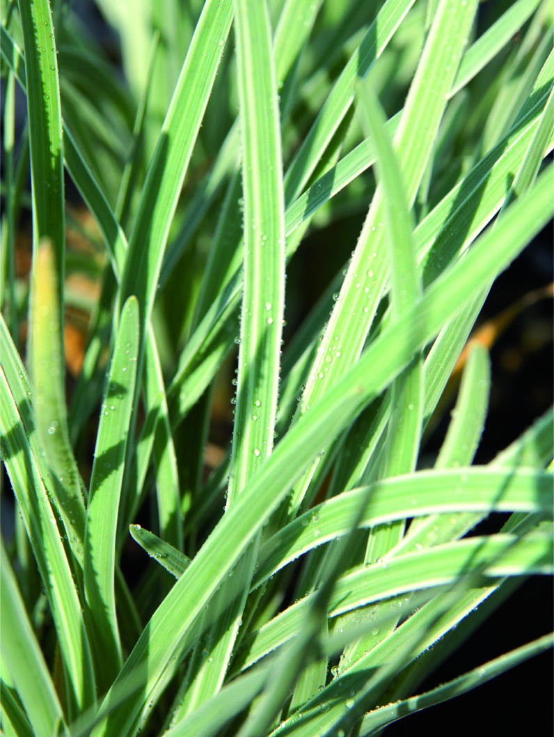 Tulbaghia violacea 'Variegata'