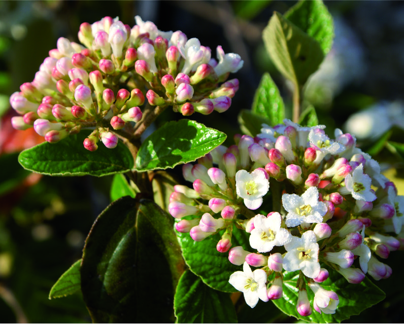 Viburnum carlesii