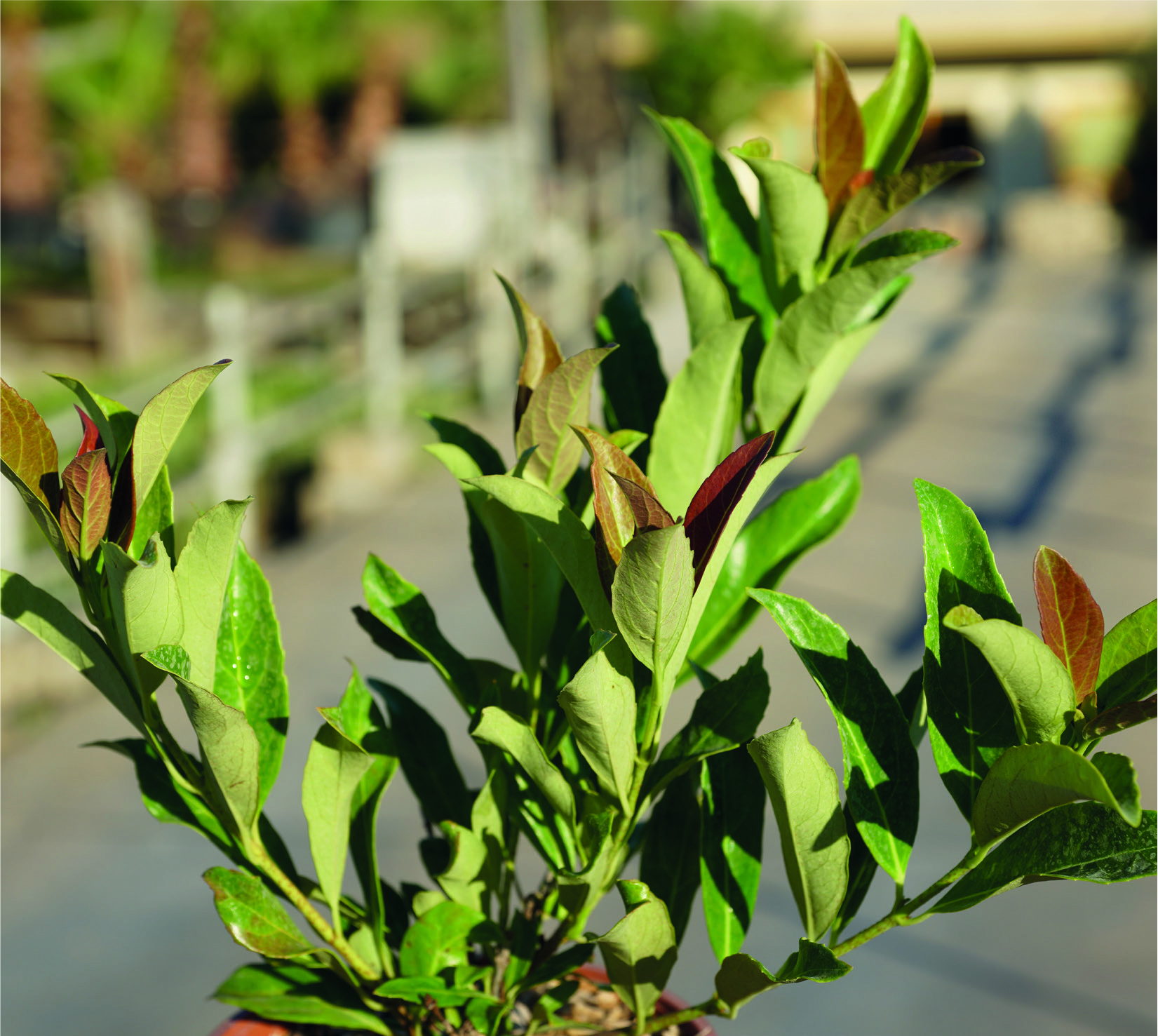 Viburnum odoratissimum 'Coppertop' ®