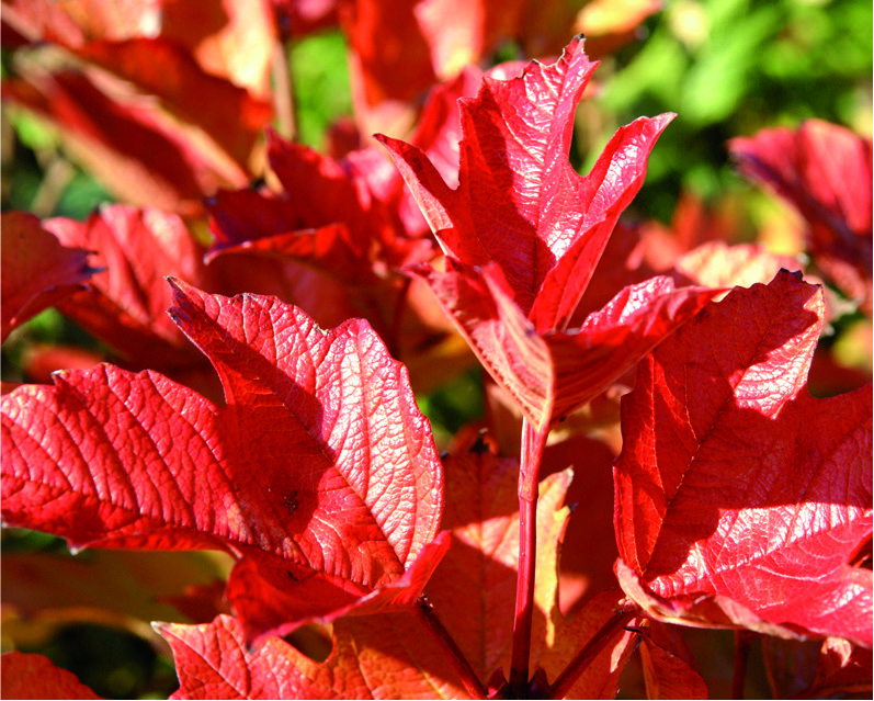 Viburnum opulus