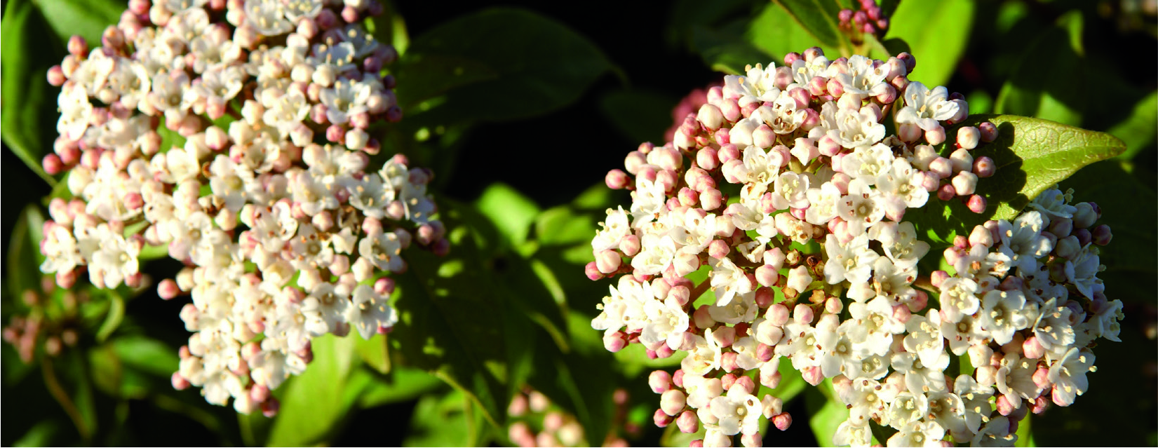 Viburnum tinus 'Eve Price'