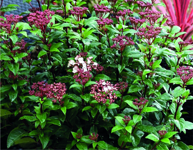 Viburnum tinus 'Spirit' ®