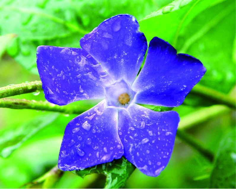 Vinca major