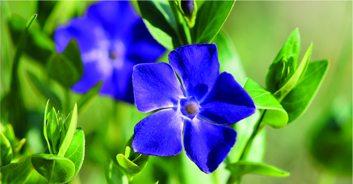 Vinca minor
