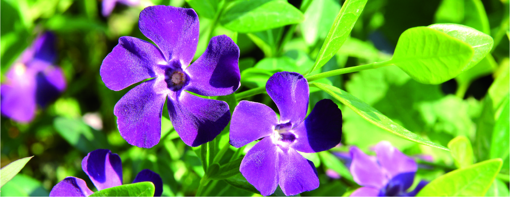 Vinca minor 'Atropurpurea'