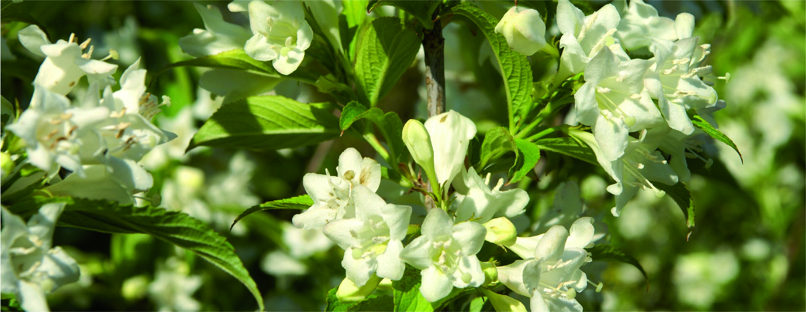 Weigela 'Candida'