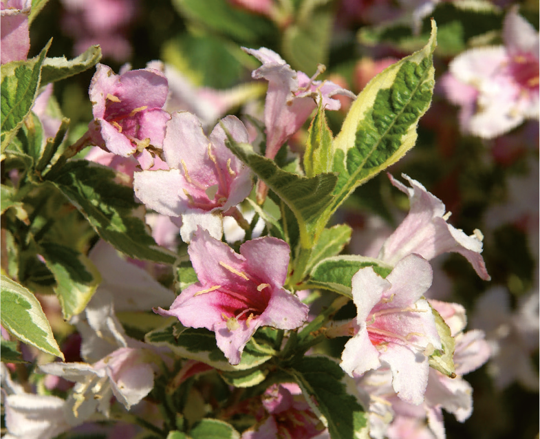 Weigela florida 'Variegata'