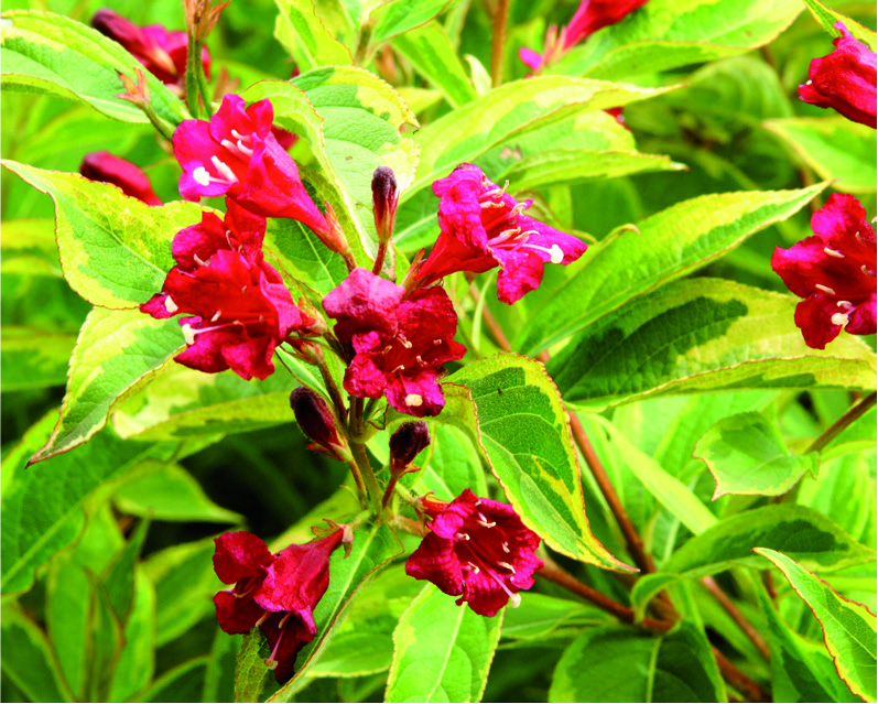 Weigela japonica 'Kosteriana Variegata'