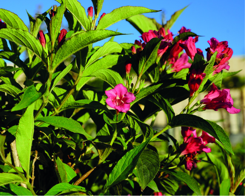 Weigela praecox 'Red Prince'