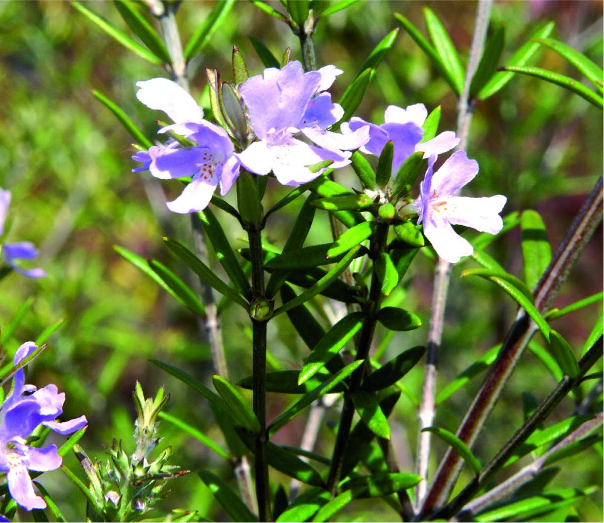 Westringia rosmariniformis fruticosa