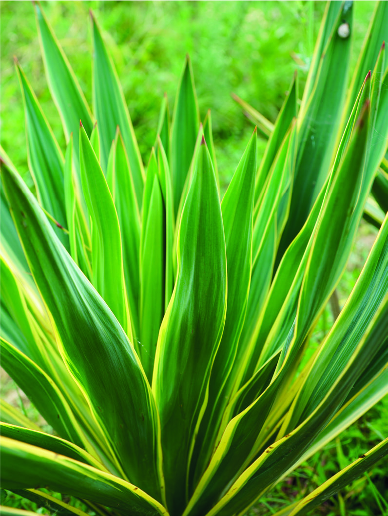 Yucca gloriosa variegata