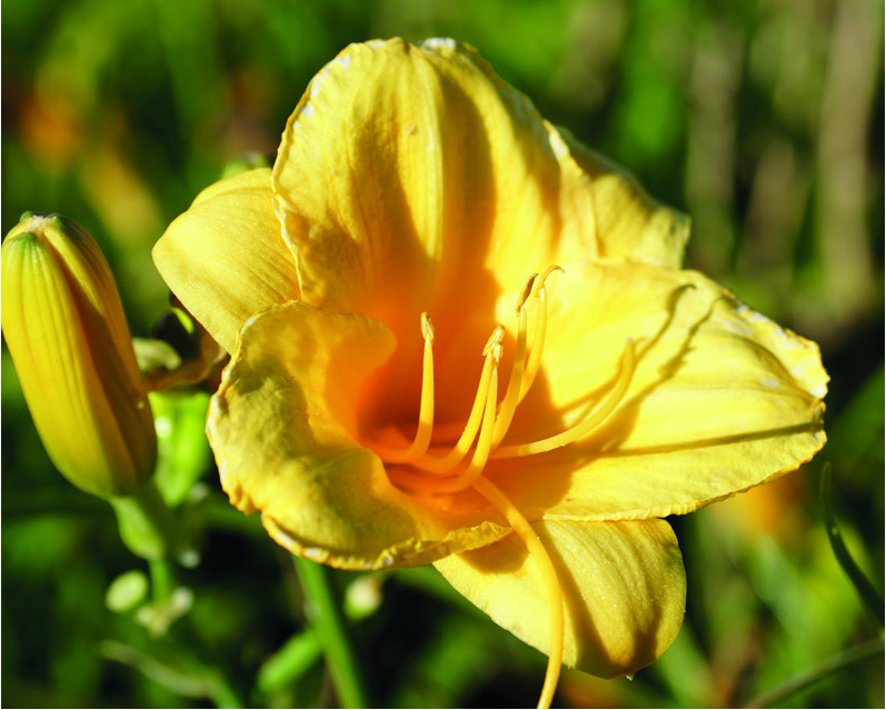 Hemerocallis 'Stella de oro'