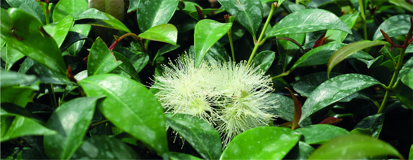 Eugenia myrtifolia