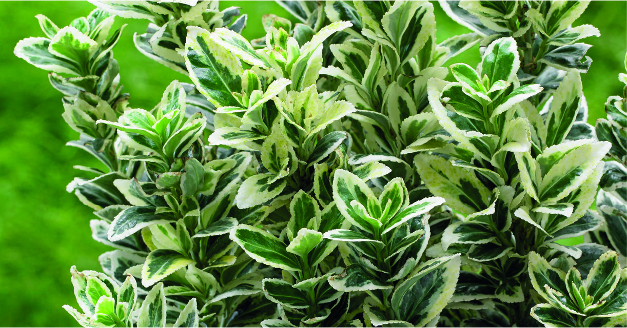 Euonymus japonicus 'White Spire'®