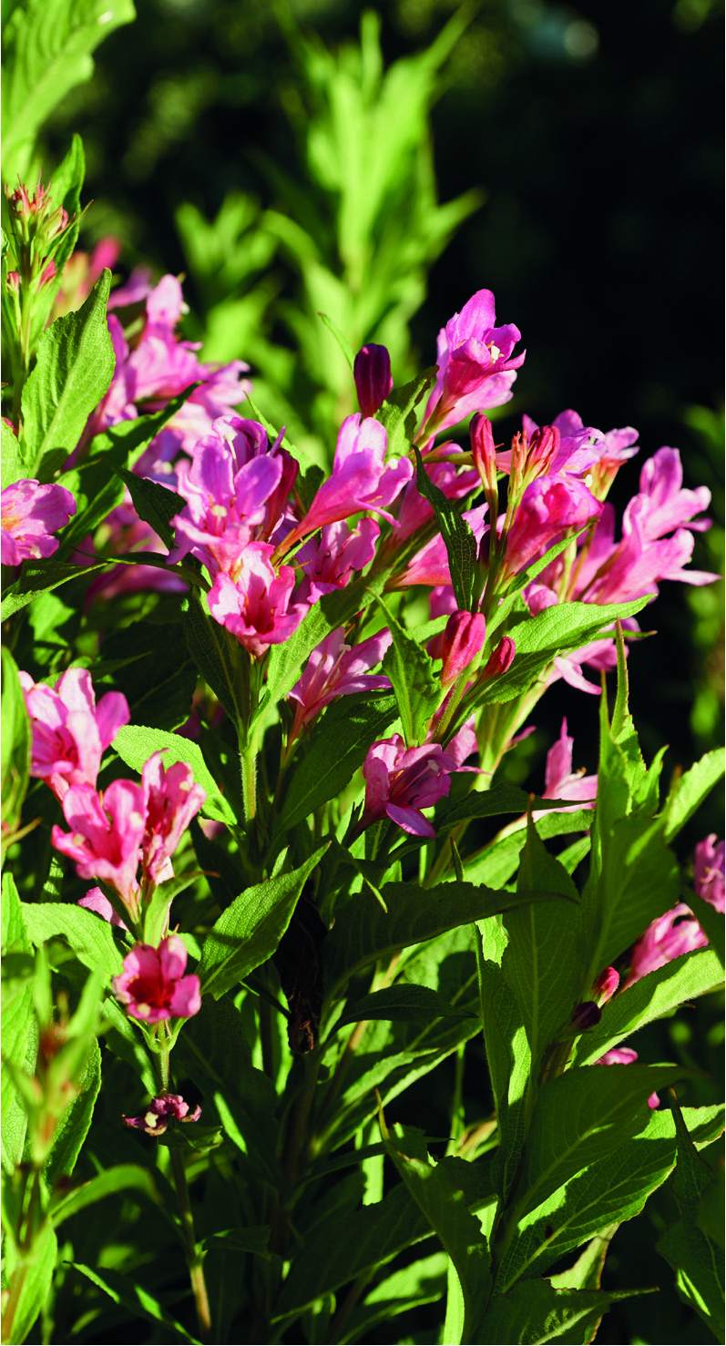 Weigela florida 'Picobella Rosa'®