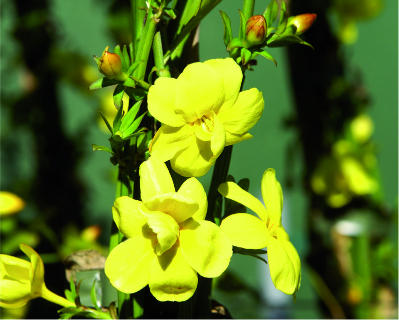 Jasminum primulinum