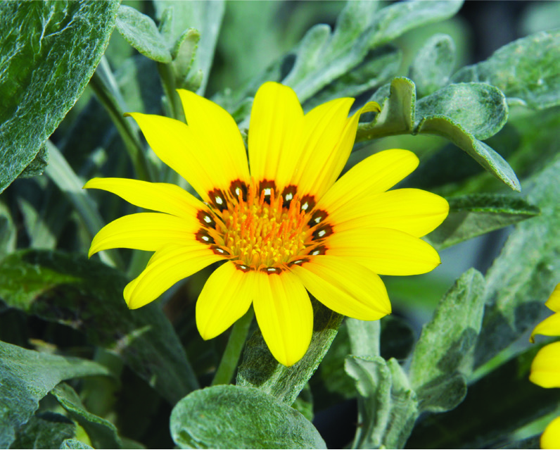 Gazania marittima