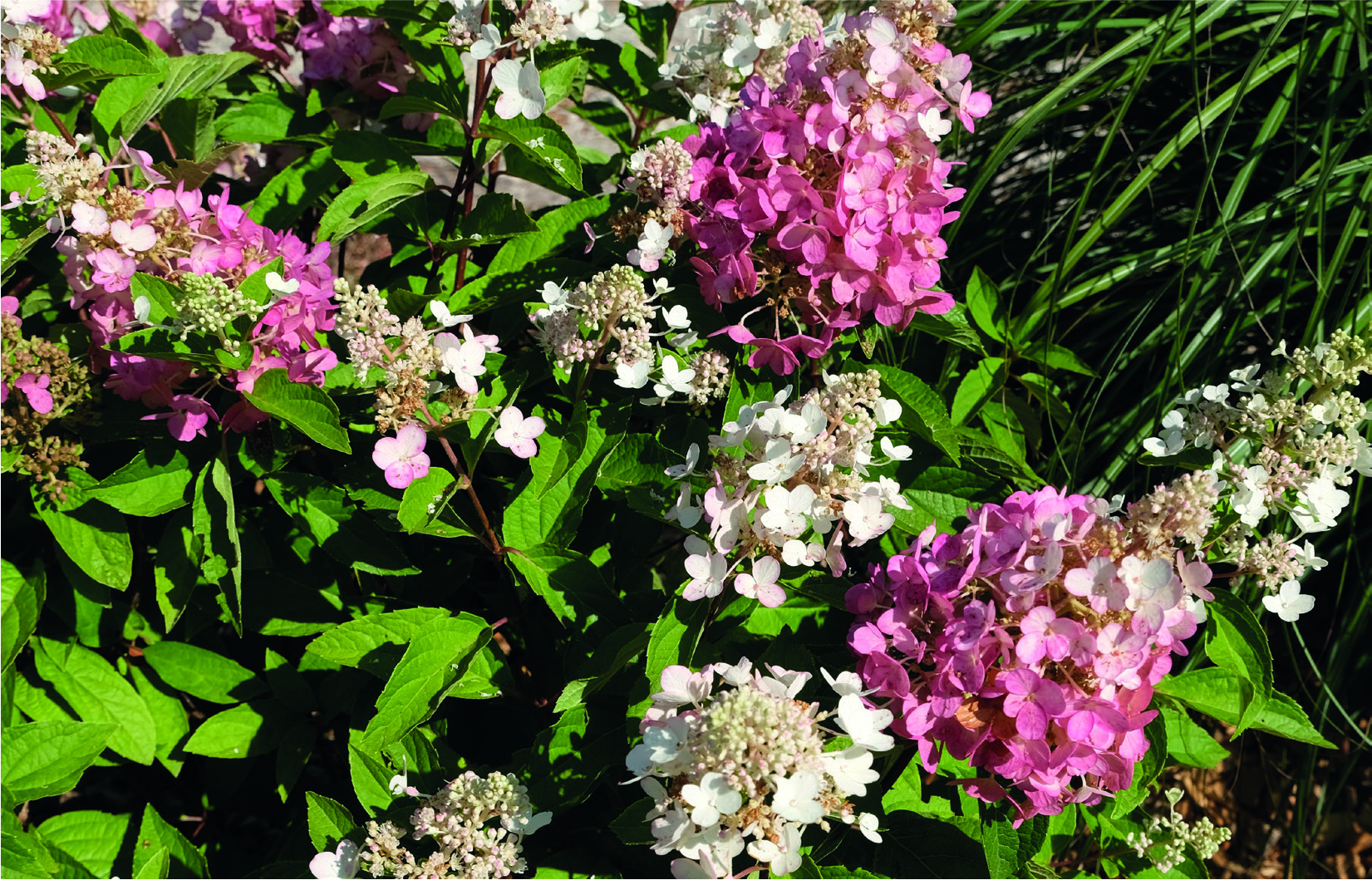 Hydrangea paniculata 'Baby Lace' ®