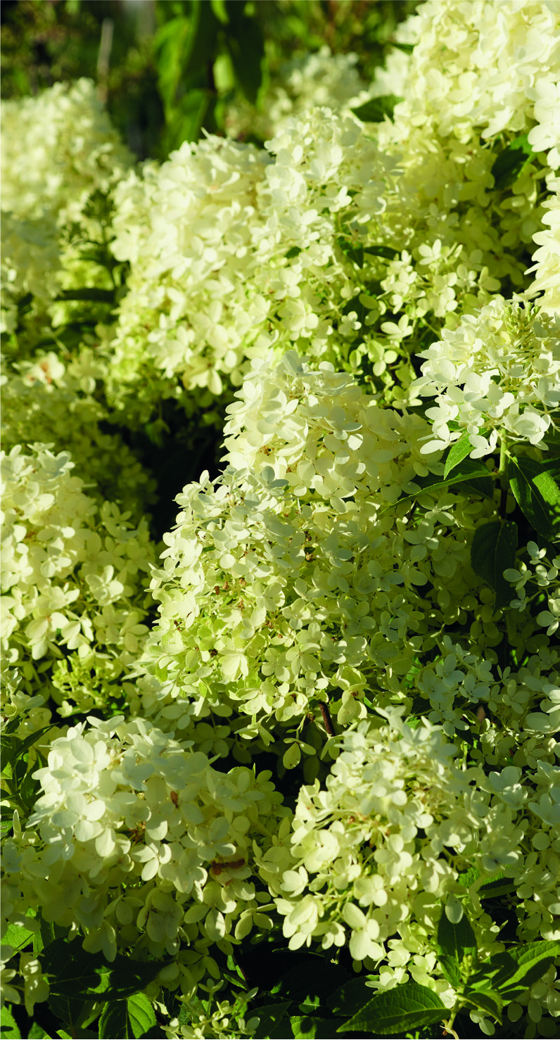 Hydrangea paniculata 'Graffiti' ®