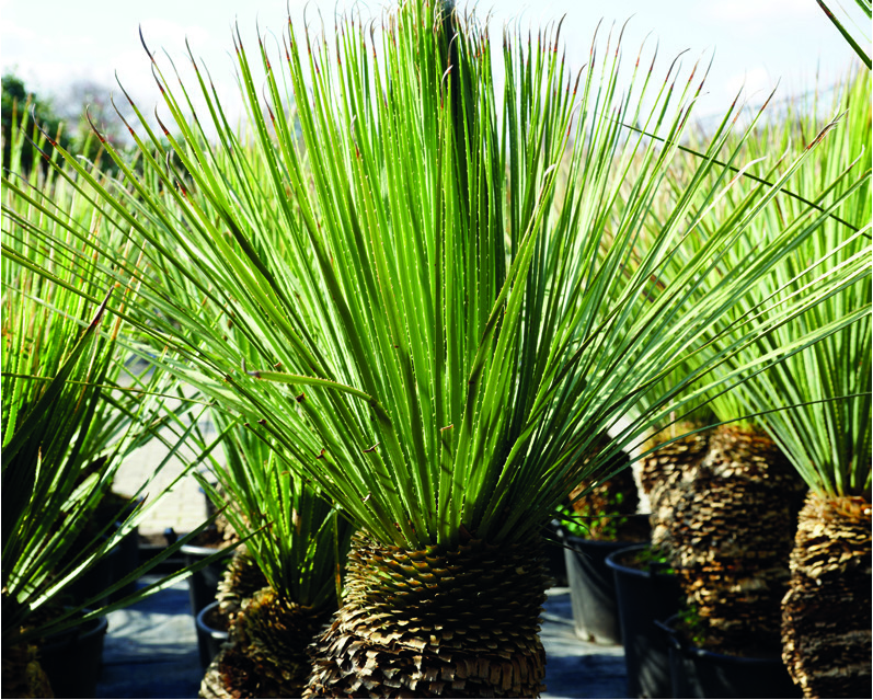 Dasylirion serratifolium