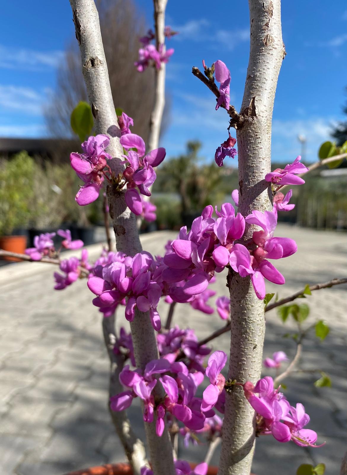 Cercis chinensis 'Avondale'