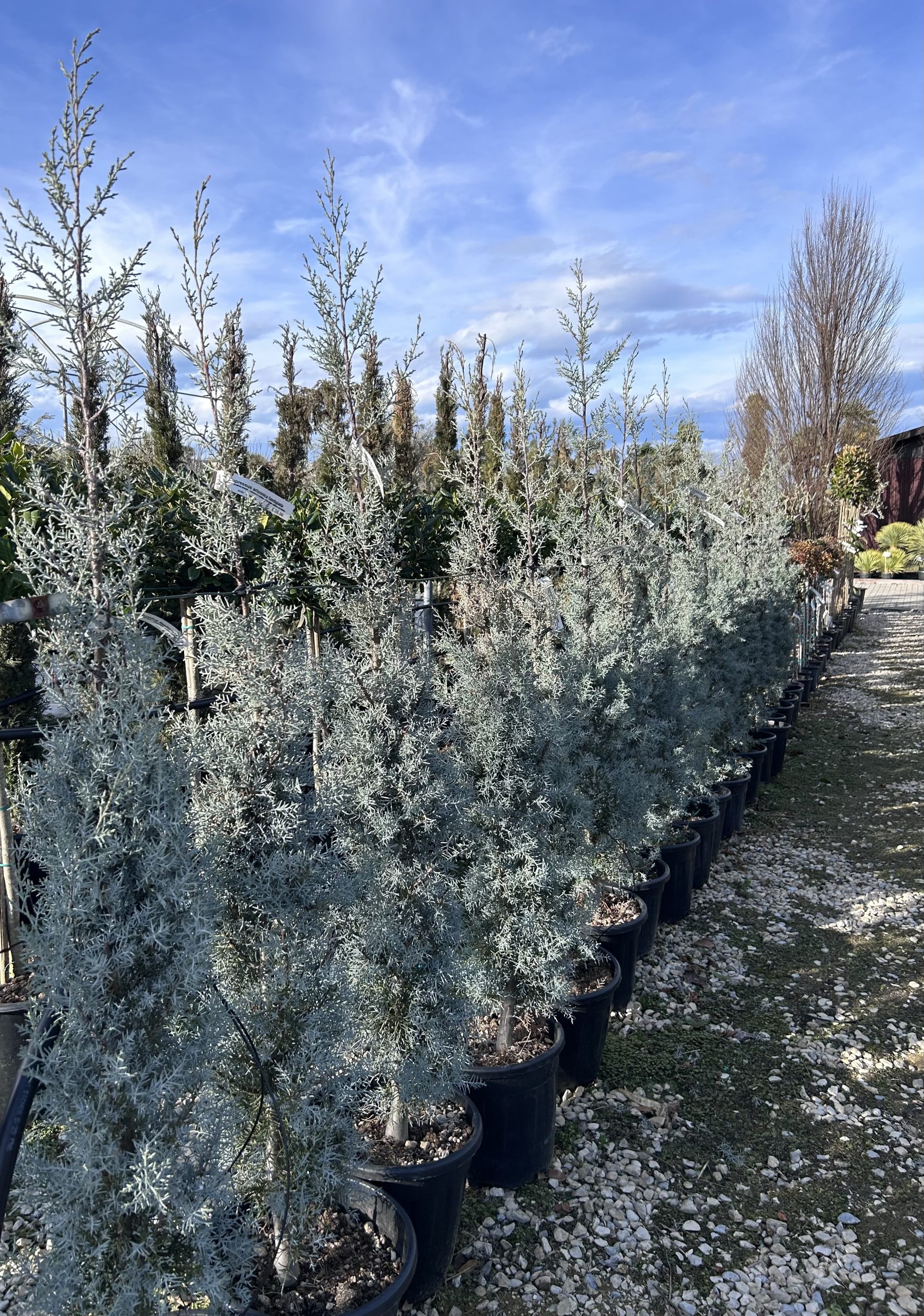 Cupressus arizonica