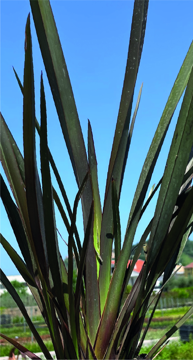 Phormium tenax 'Purpureum' (bronzato)