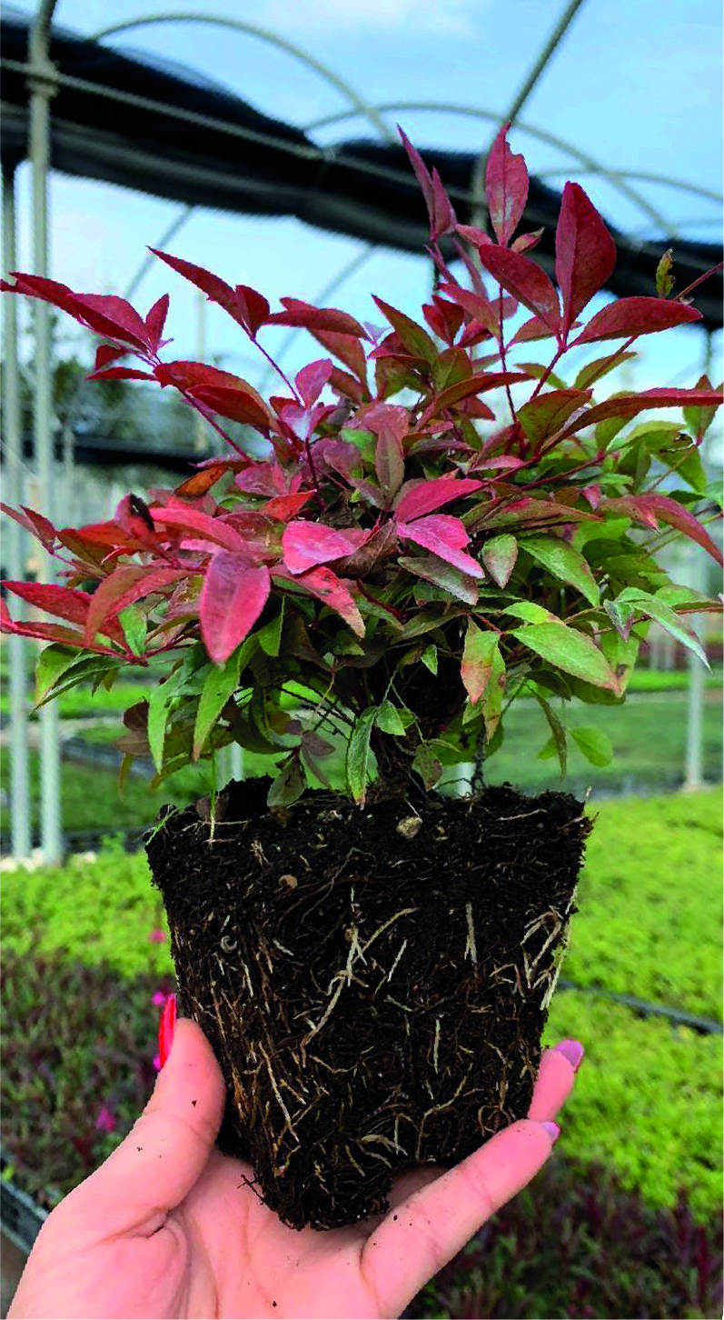 Nandina domestica 'Obsessed' ®