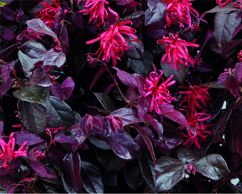 Loropetalum chinense 'Ever Red'®