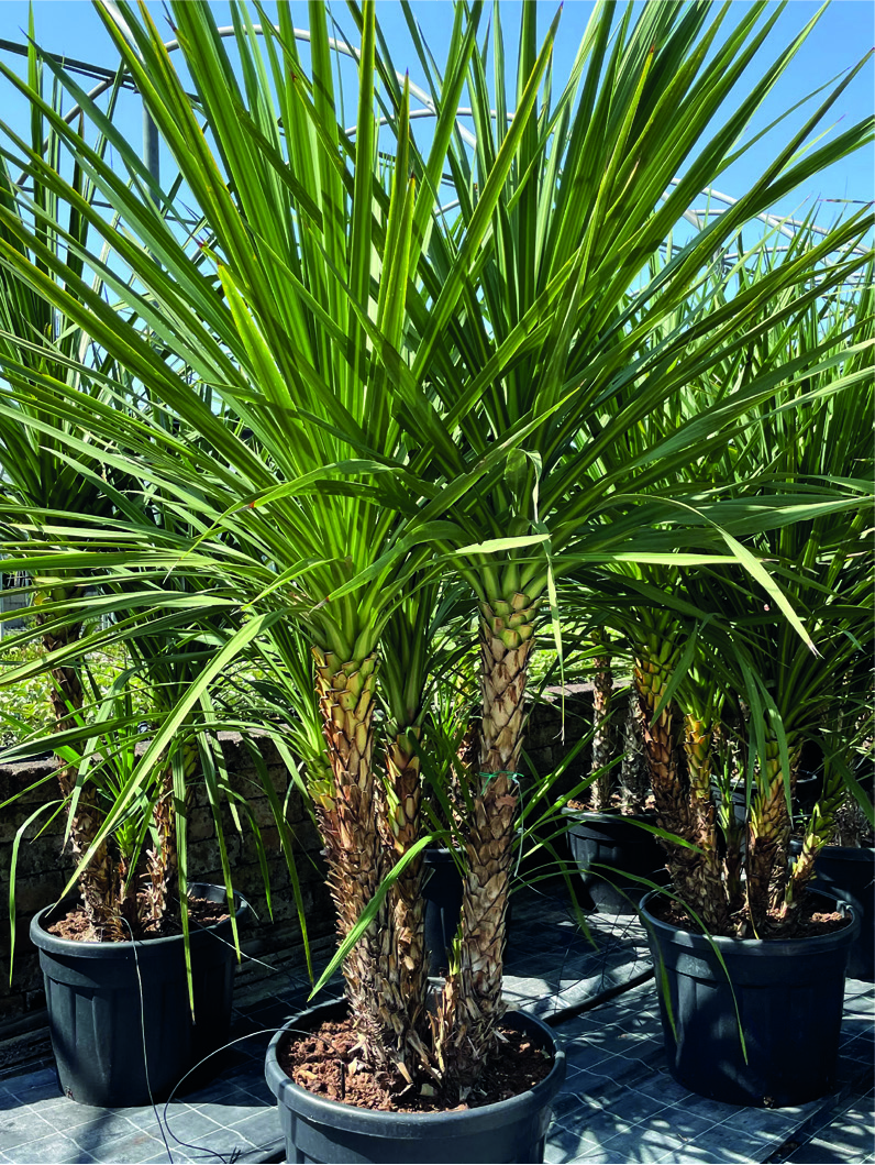 Dracaena indivisa