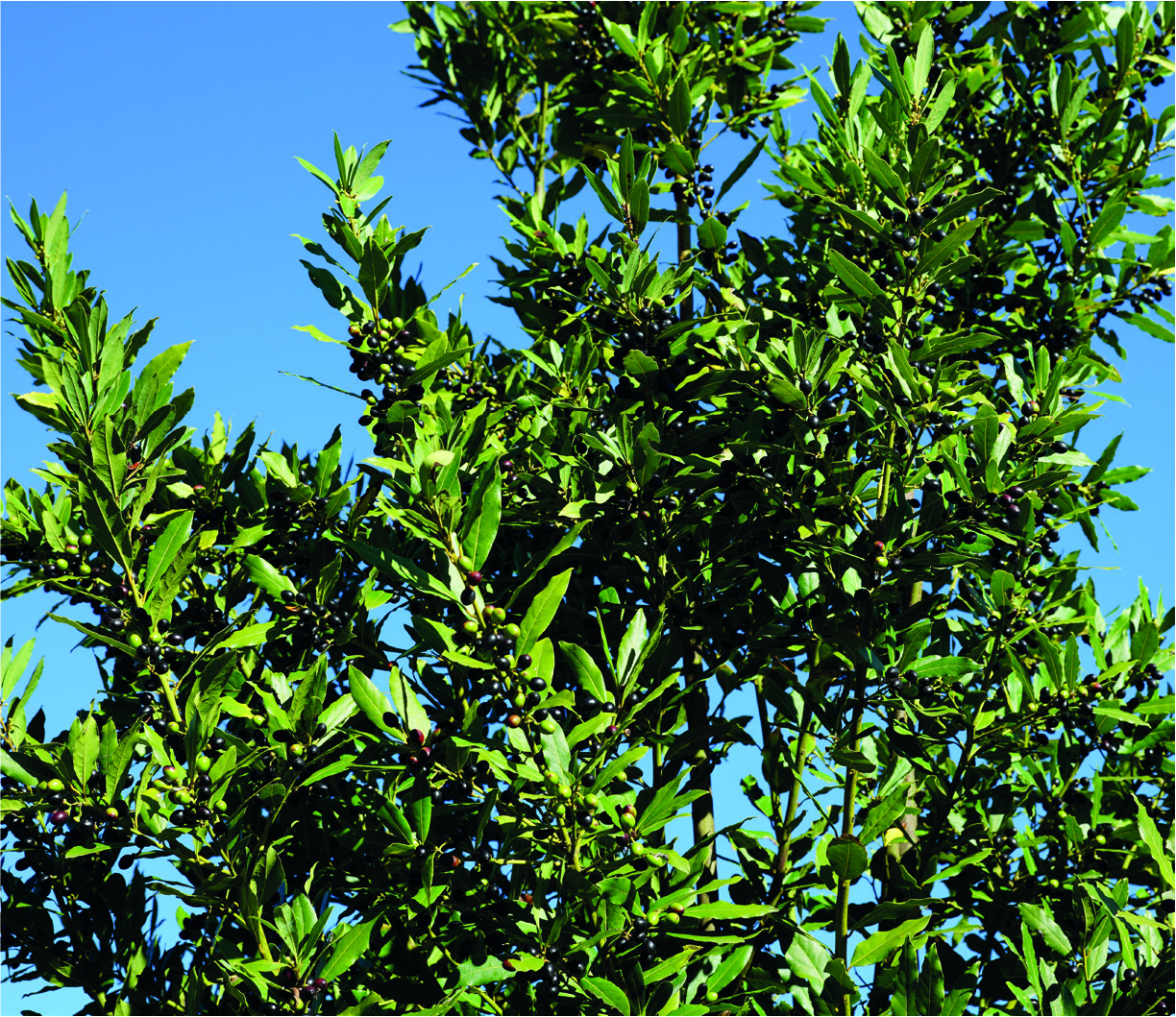 Laurus nobilis