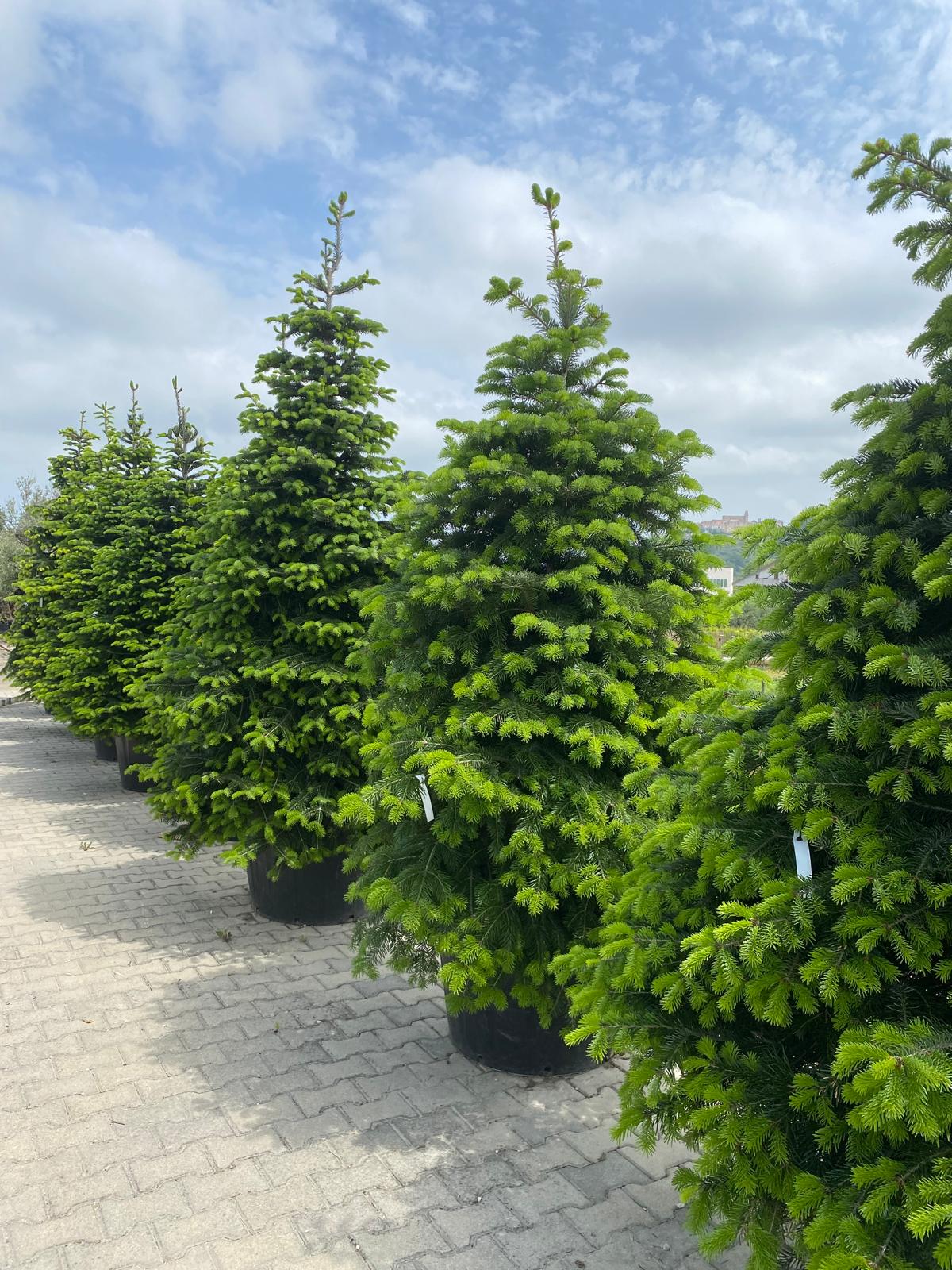 Abies nordmanniana